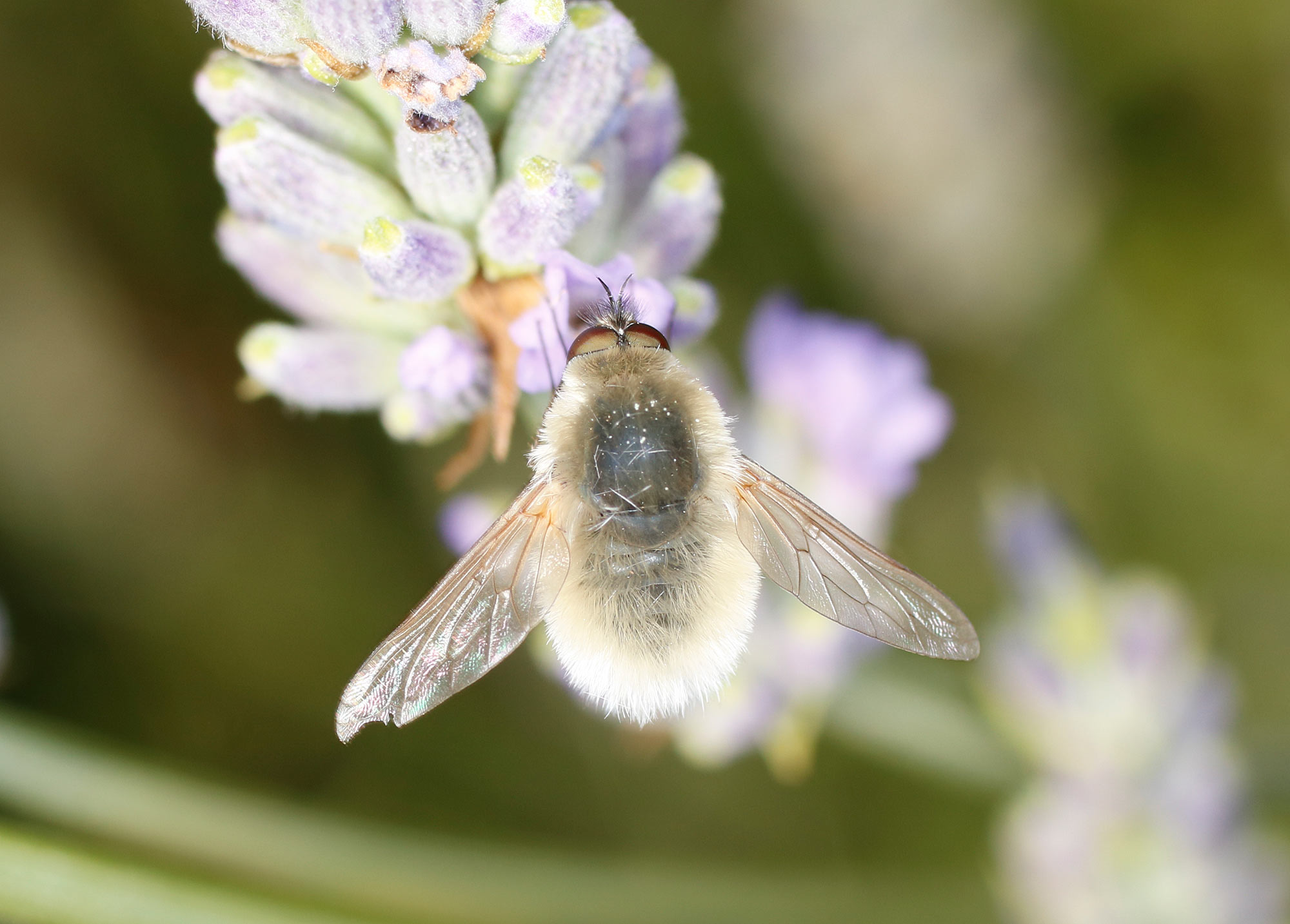 Bombyliidae bianco: Systoechus sp.